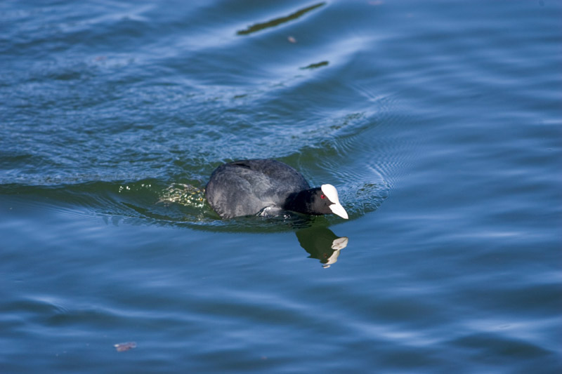 Balade à pied n°37 - En passant par la commanderie