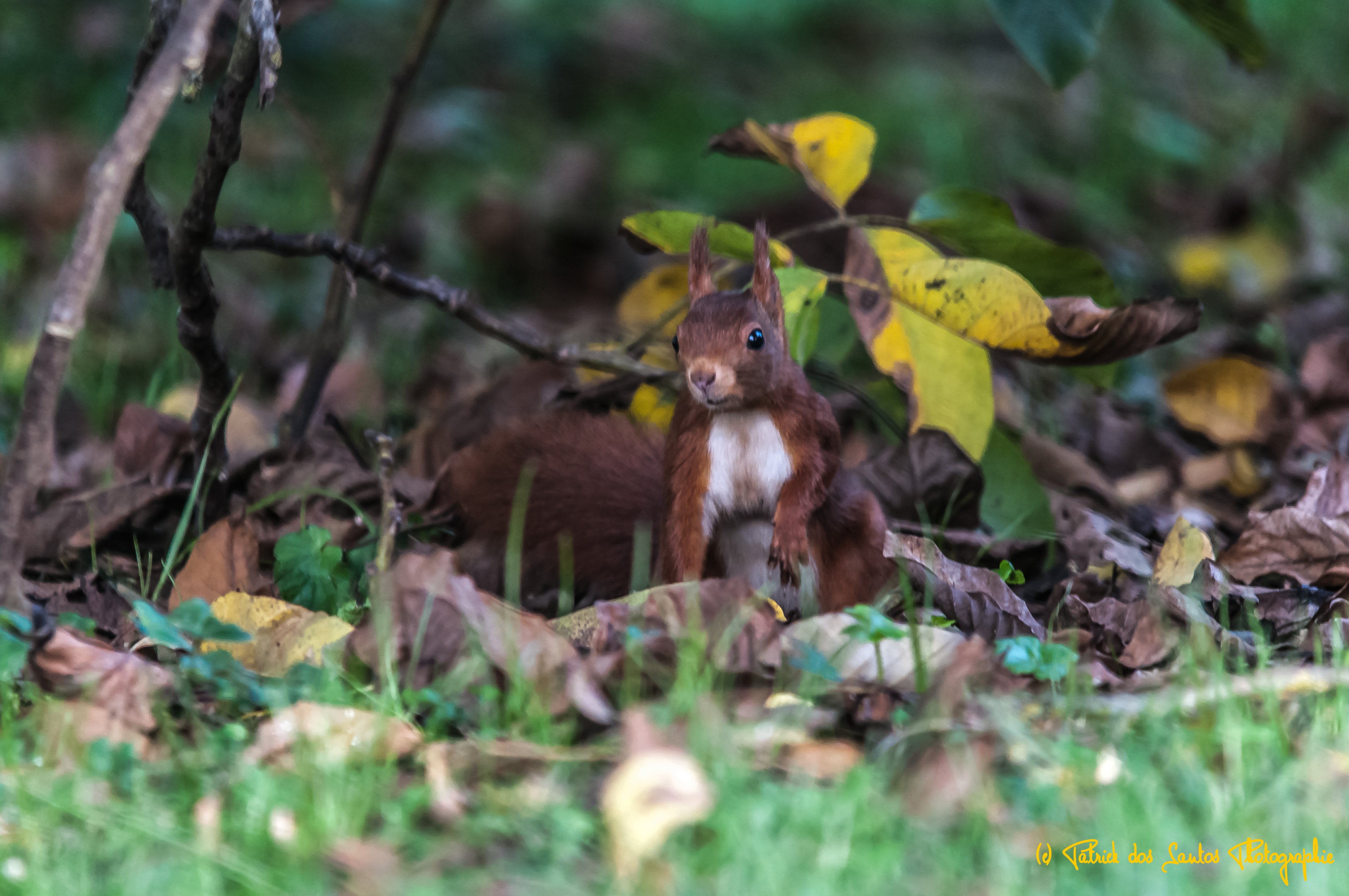 Domaine du Moulin Neuf - Gîte La Bergerie, Chassant - photo 29