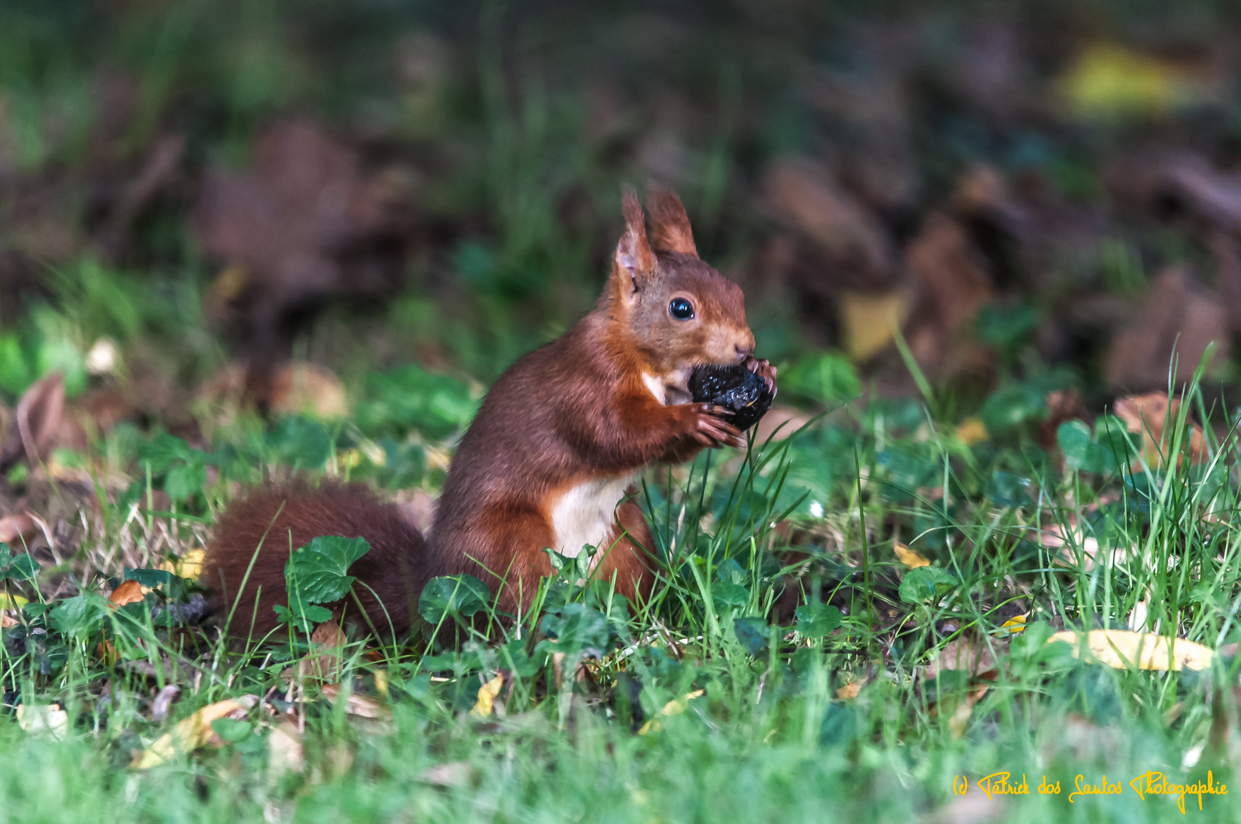 Domaine du Moulin Neuf - Gîte La Bergerie, Chassant - photo 46