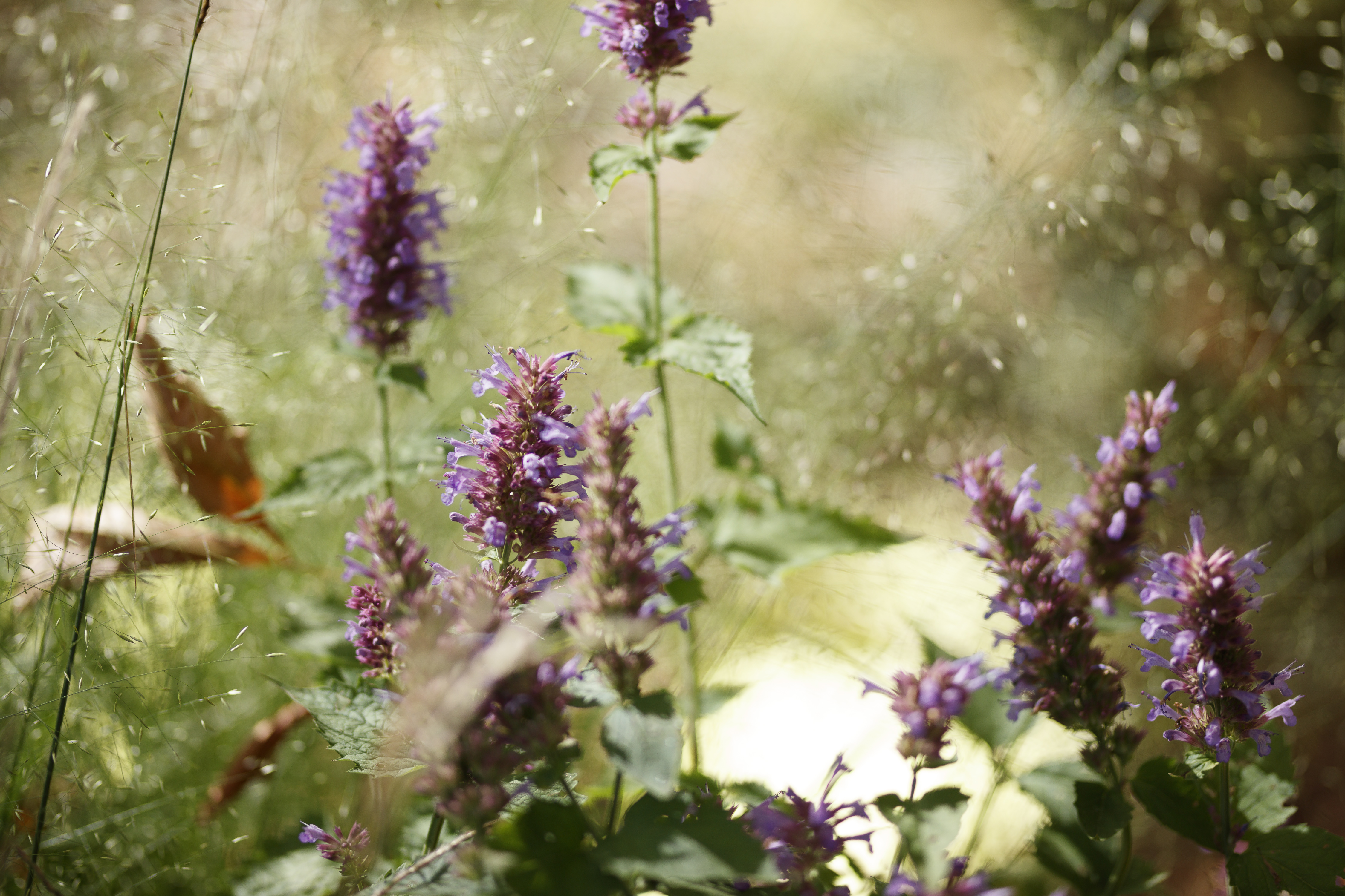 Les Botaniques de Chaumont-sur-Loire