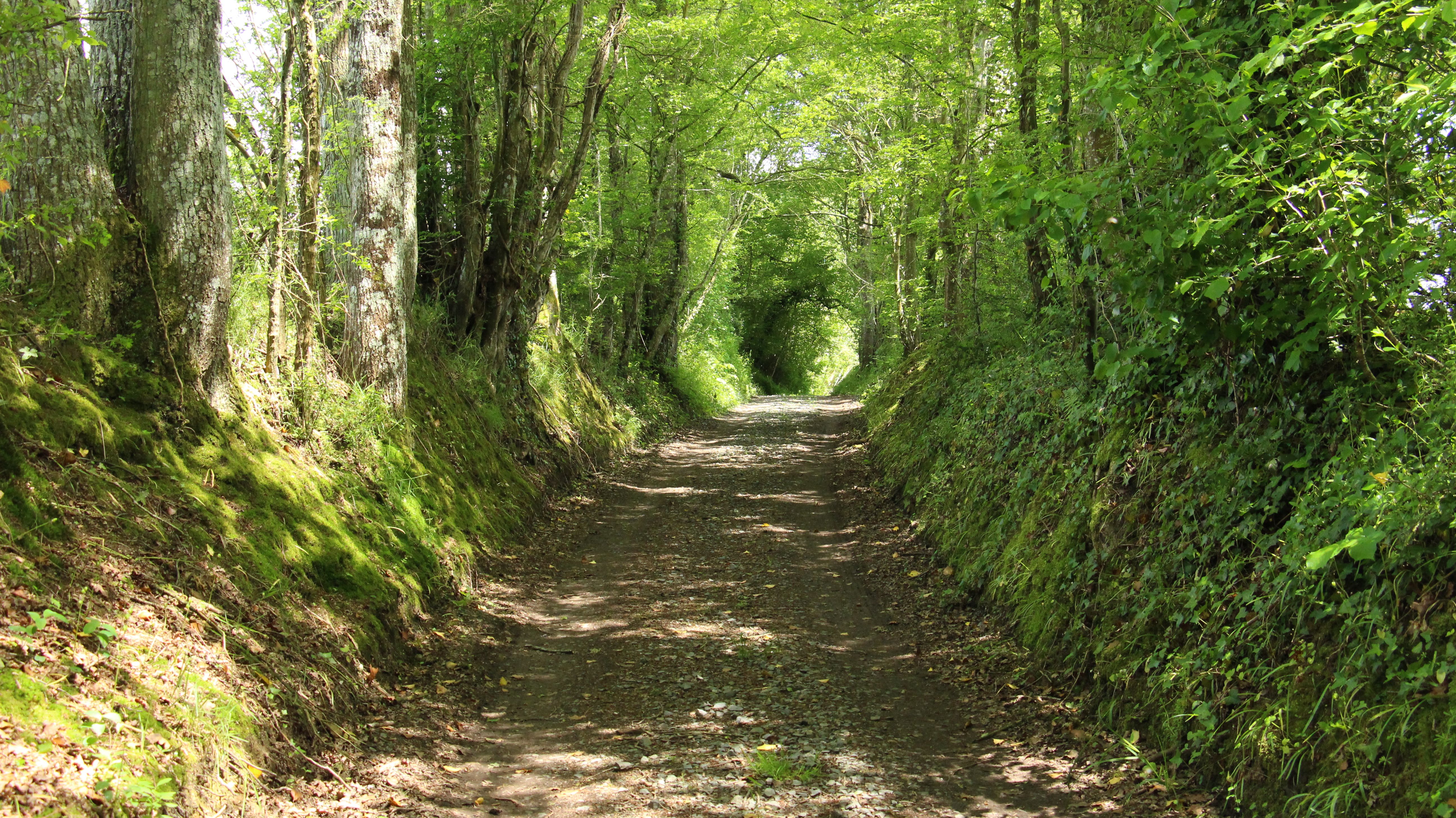 Maison botanique, Boursay - photo 2