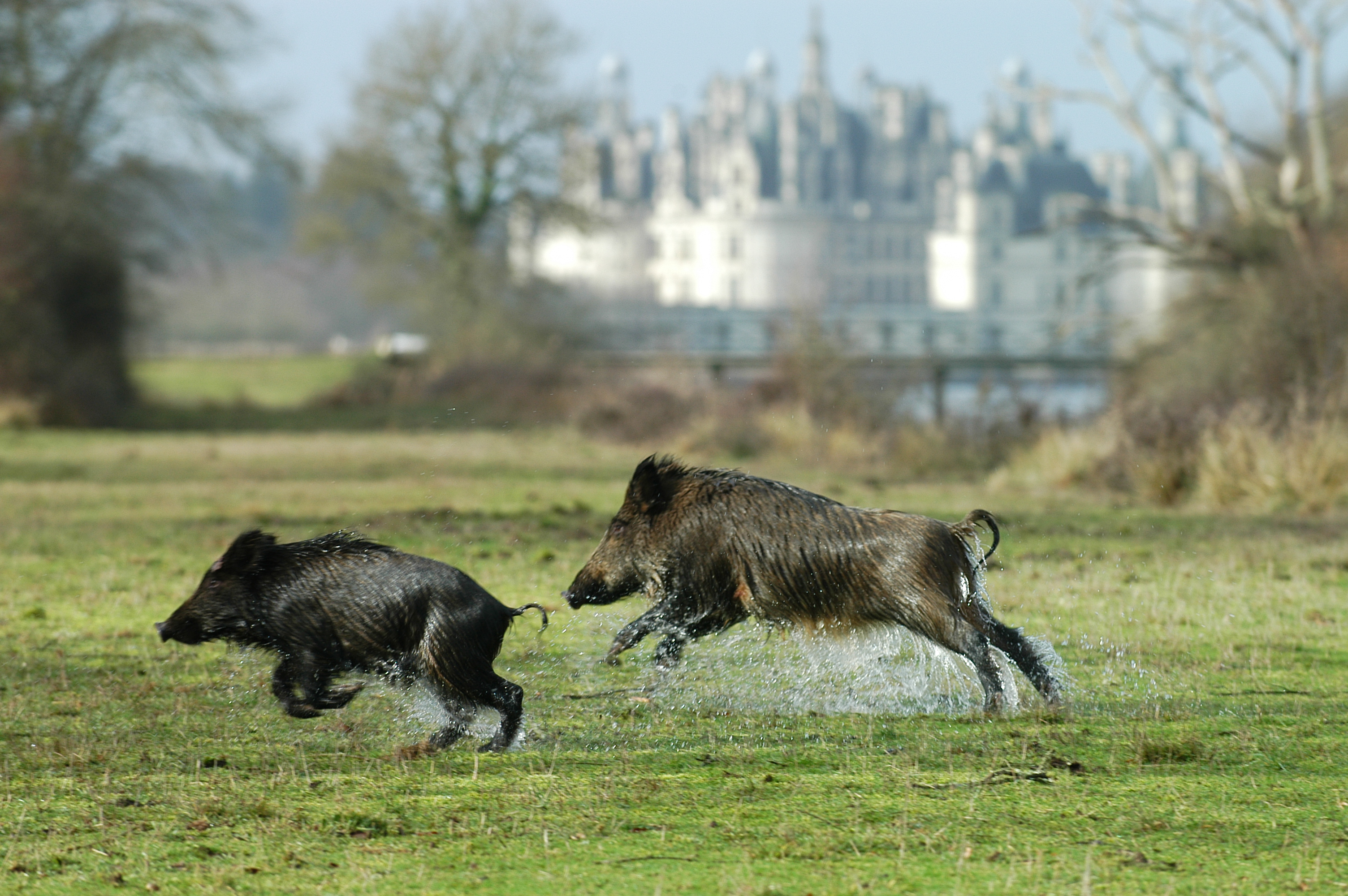 4×4 outings in the Chambord forest park©