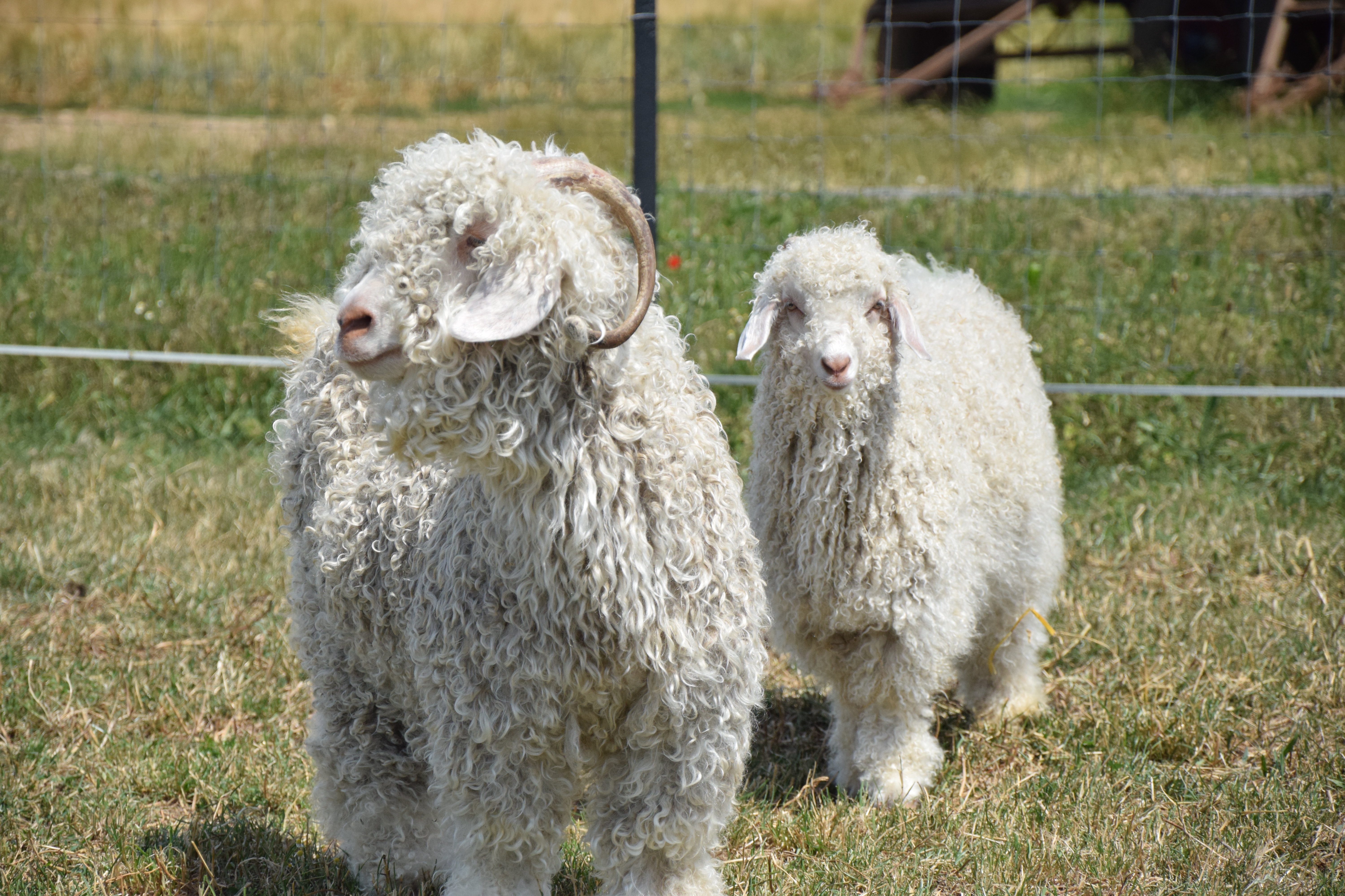Le Mohair de Sophie