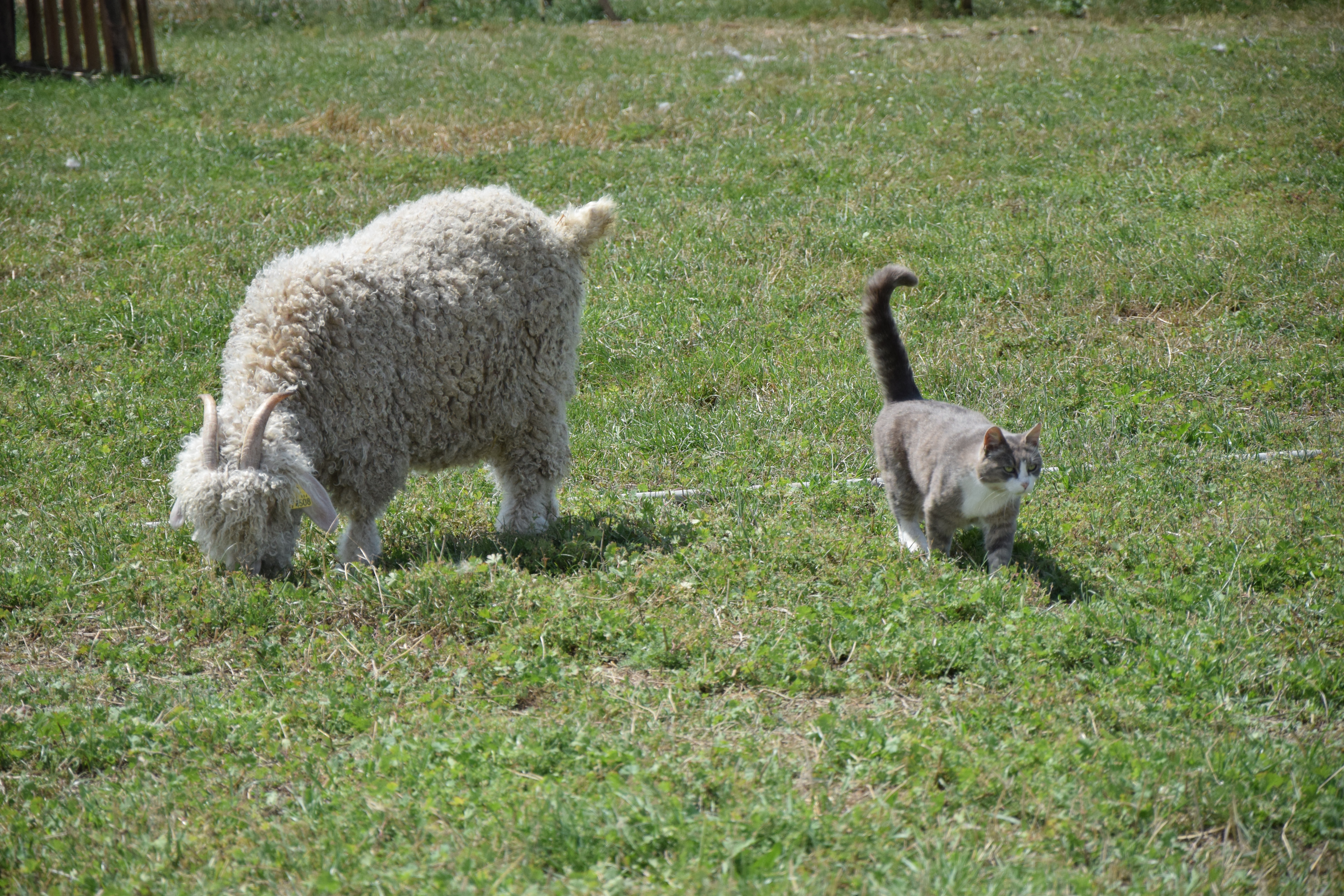 Le Mohair de Sophie
