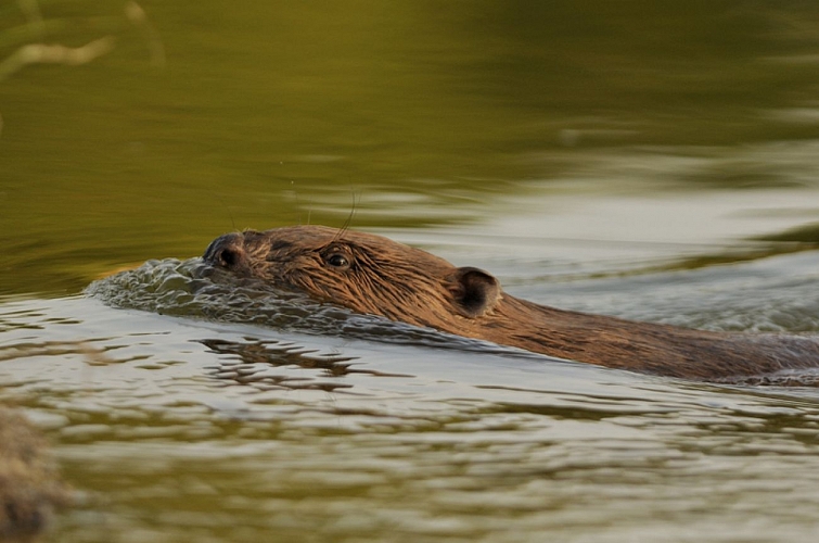 Les rives de Beaugency