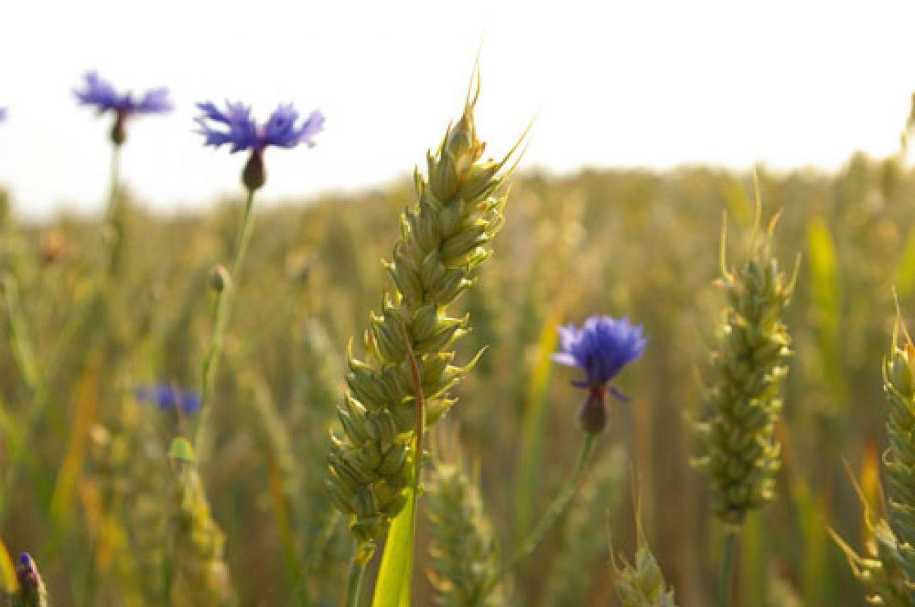 PR de la Pierre au Coqs