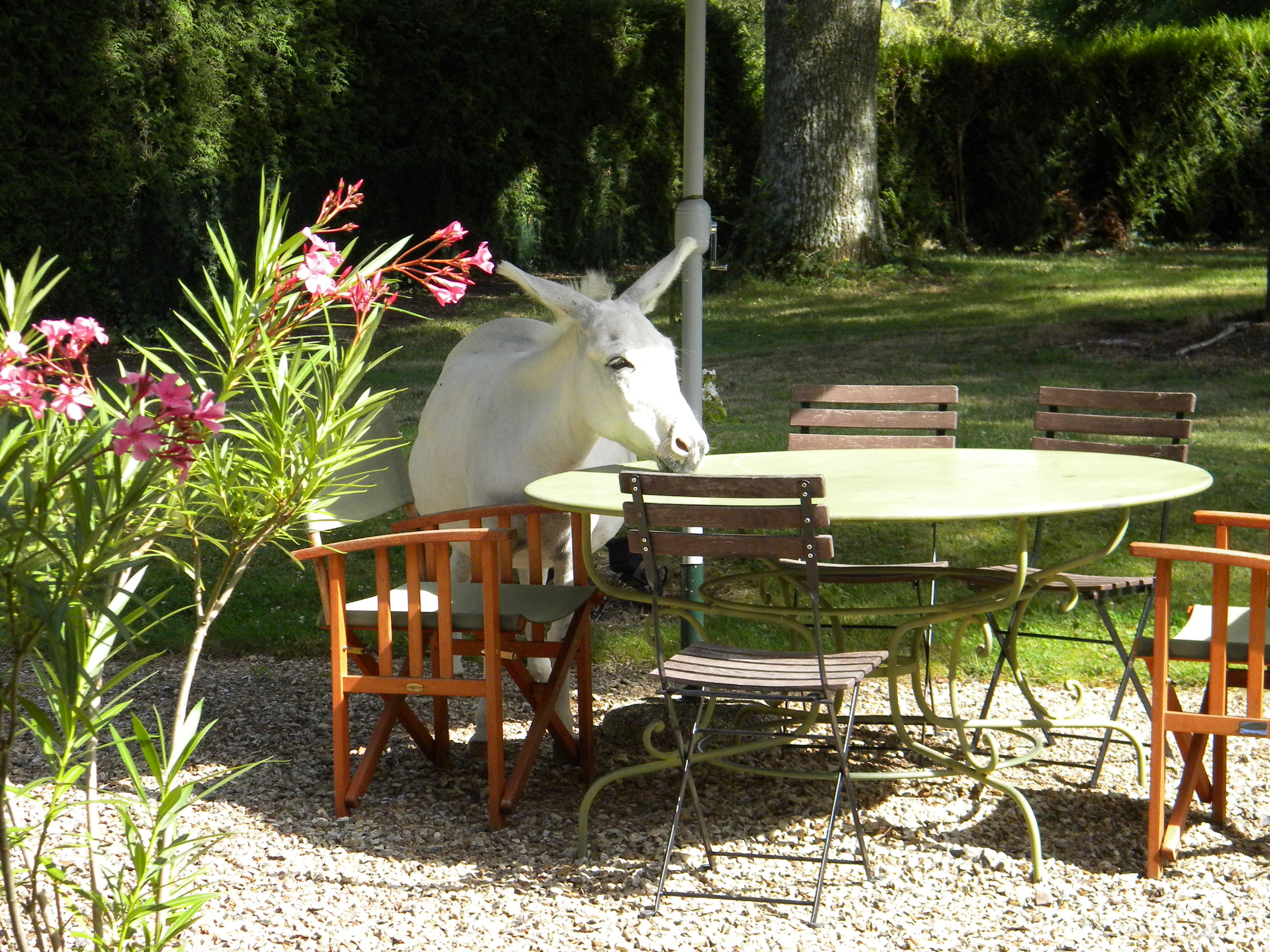 Le Petit Ebat, Cheverny - photo 4