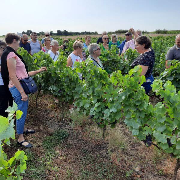 Sur les pas du vigneron, Lye