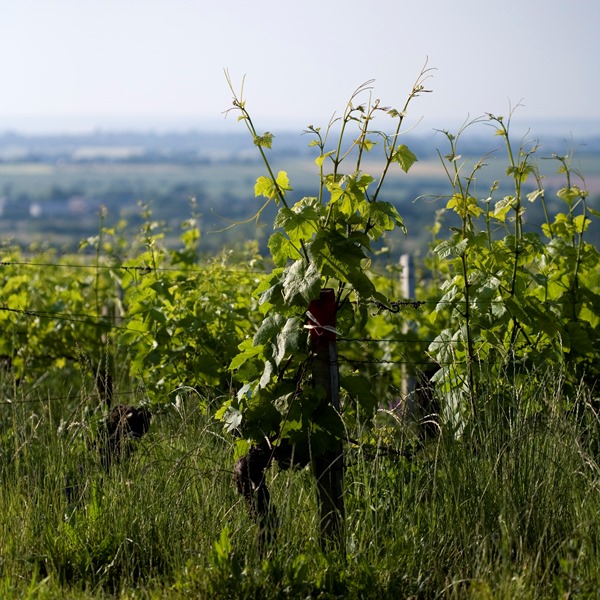 Domaine Philippe Gilbert