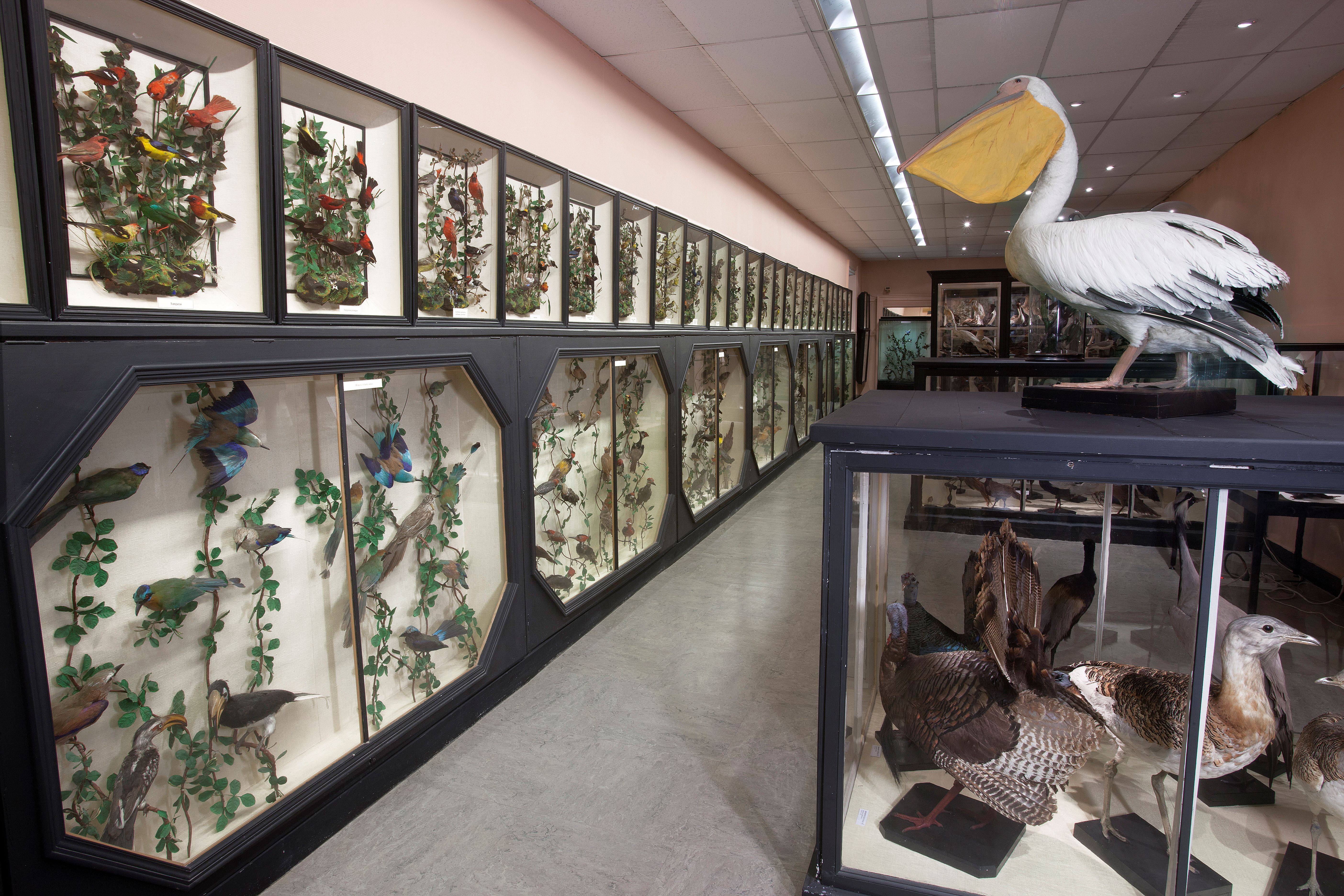 Visite découverte des collections d’histoire naturelle — visuel événement