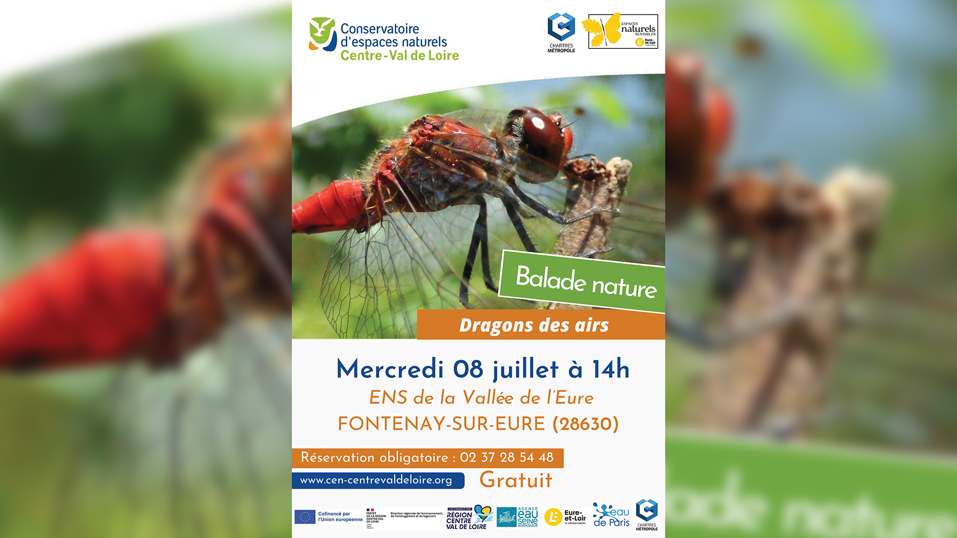 Balade nature : Dragons des airs — visuel événement