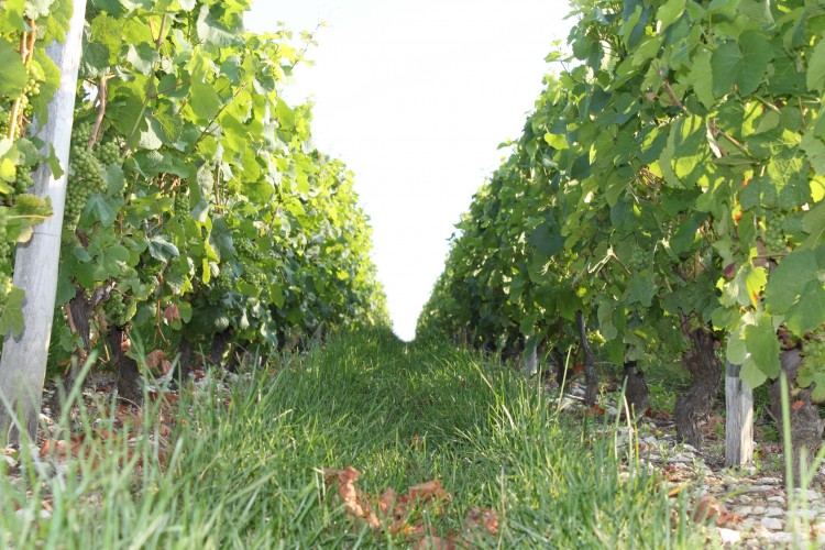 Rendez-vous Di(vin) au Domaine de Champarlan
