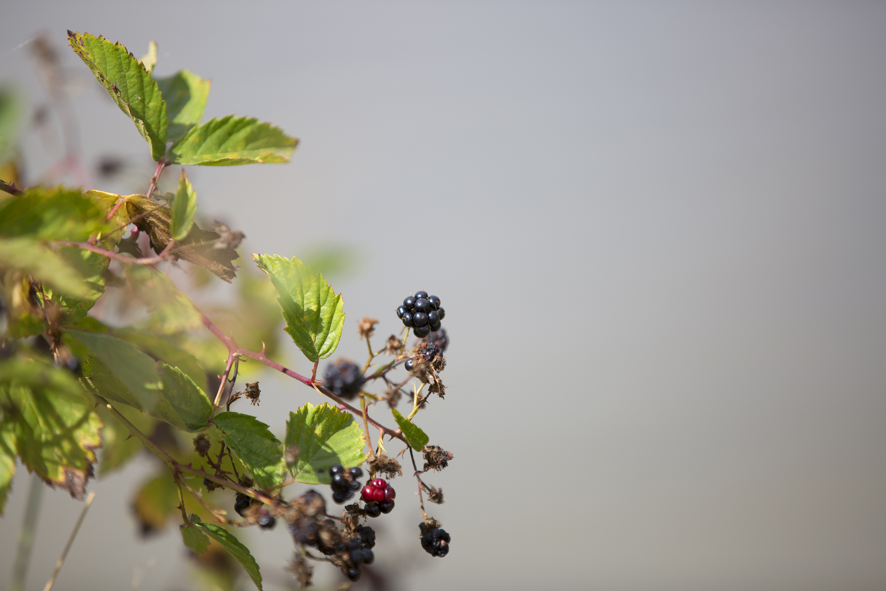 Pêche à l'étang des Landes de l'Aquiaulne, Coullons