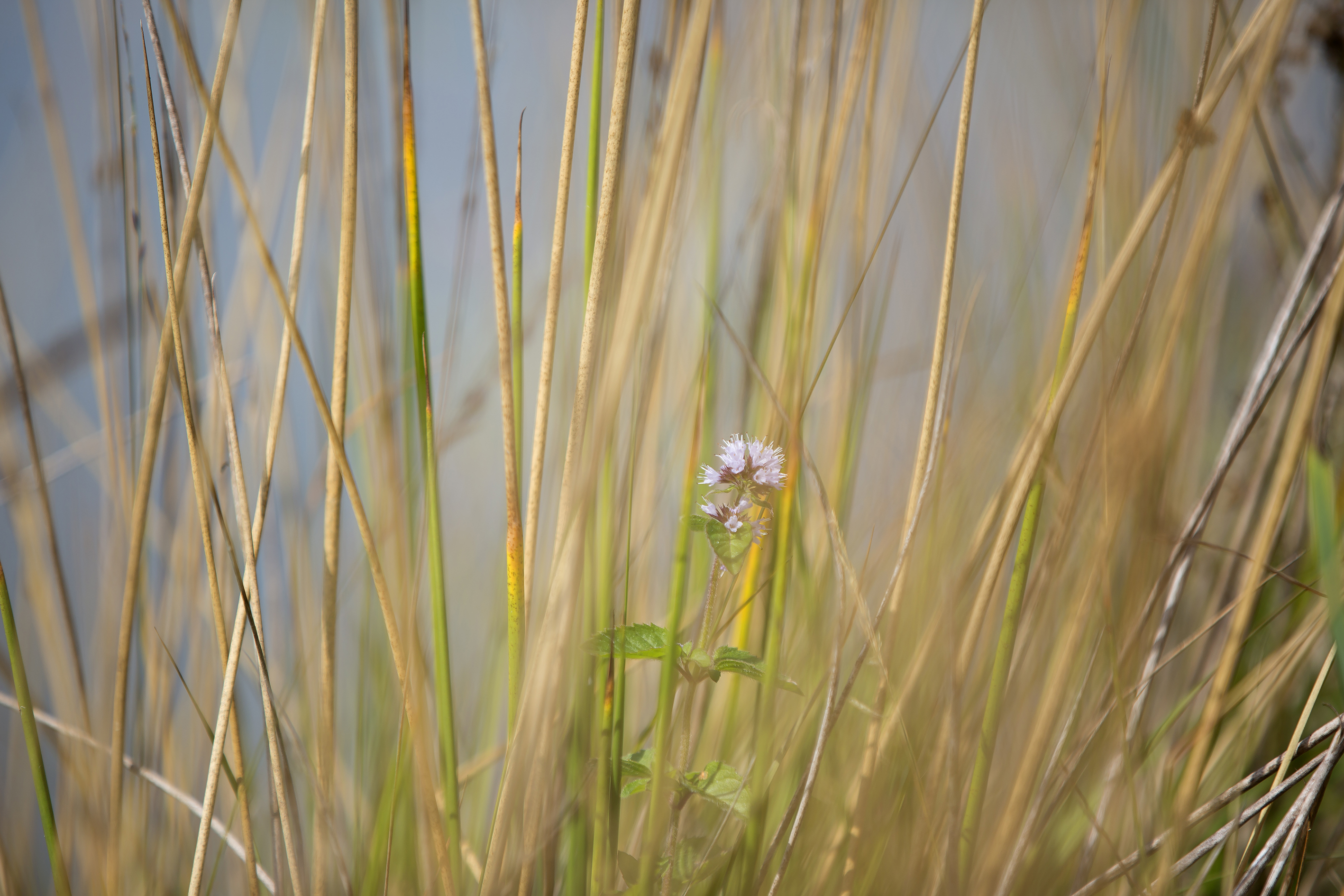 Pêche à l'étang des Landes de l'Aquiaulne, Coullons - photo 2