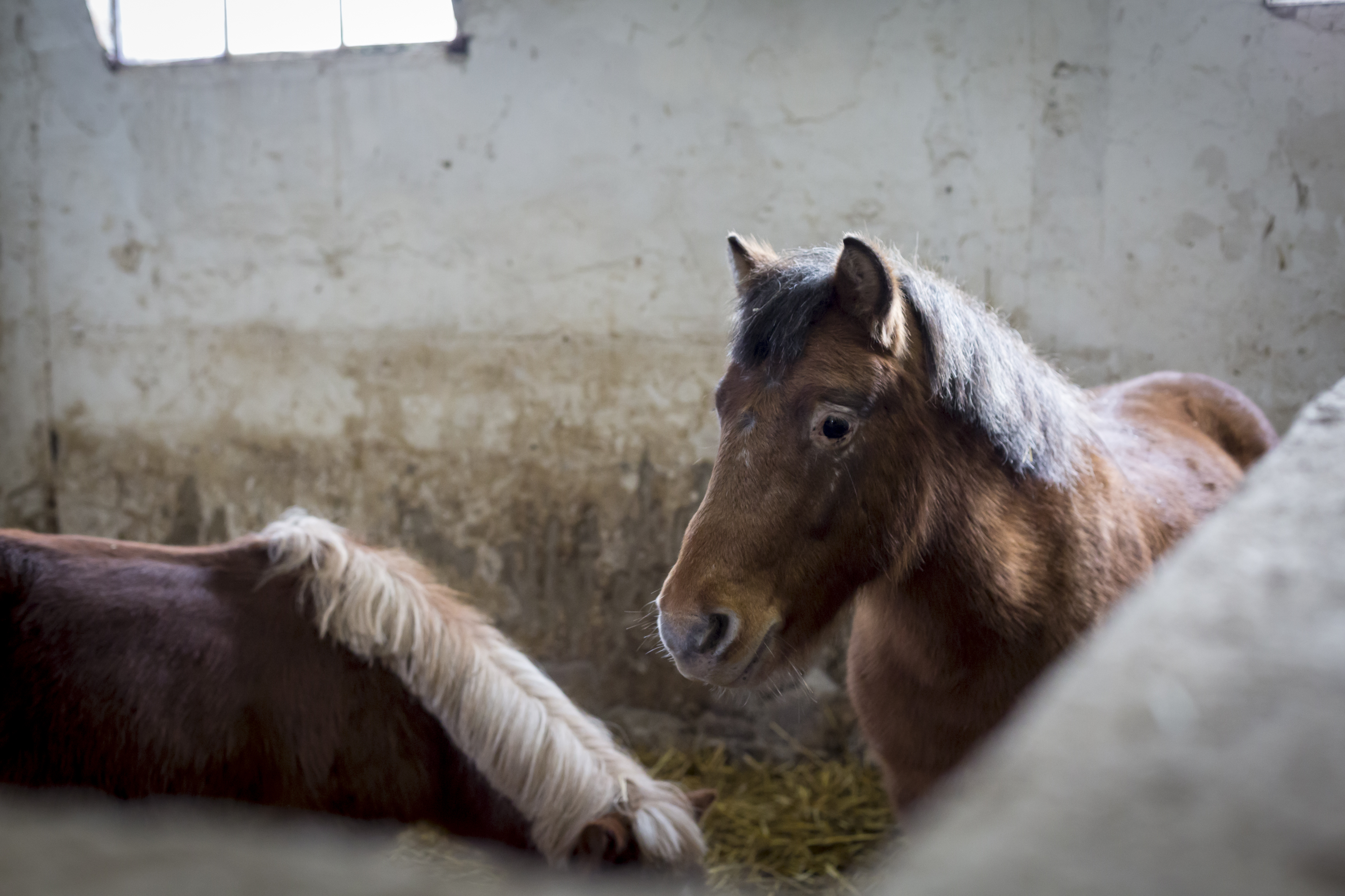 Gîte centre équestre Etrier Wallon, Poilly-lez-Gien - photo 2