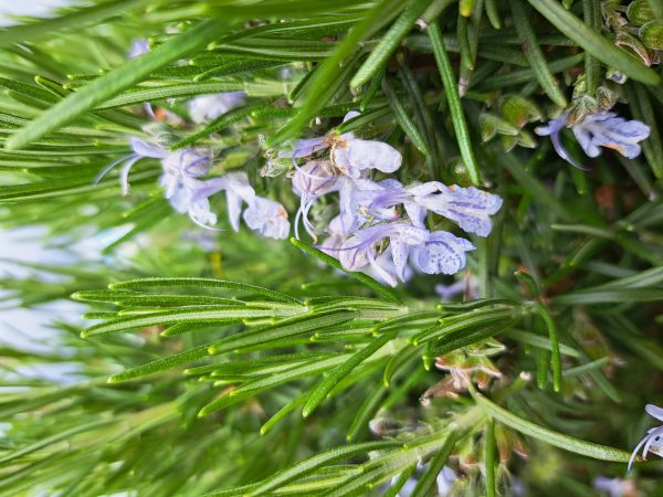 Les Aromatiques du Berry