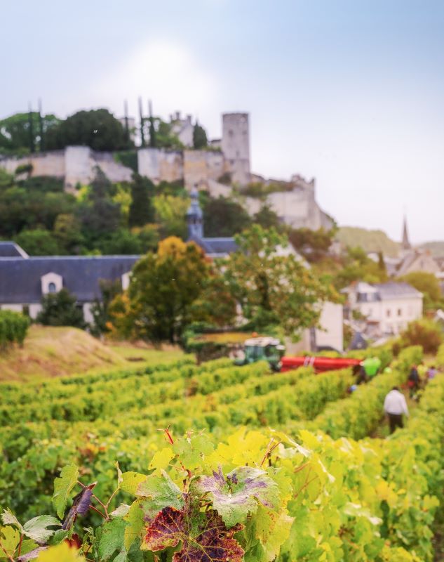 Vignobles en Scène !