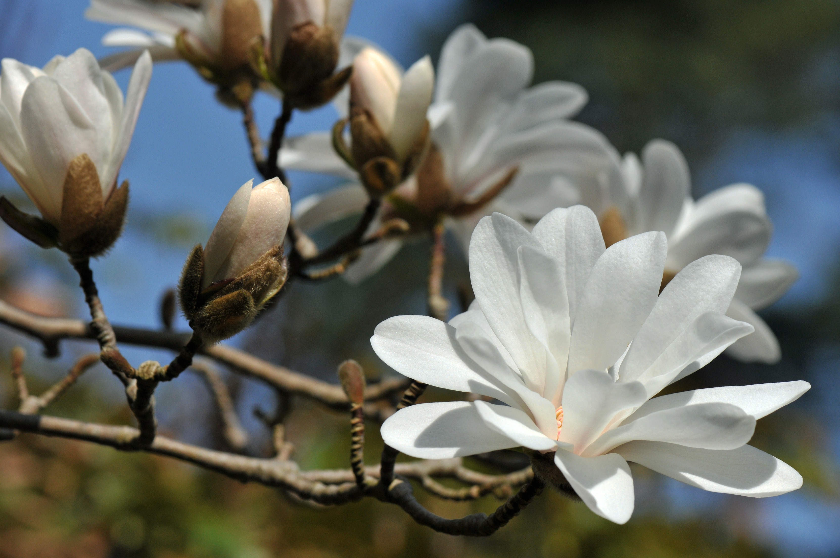 Arboretum des Grandes Bruyères, Ingrannes - photo 4