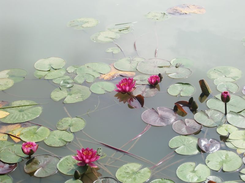 La Maison du Pont de Bois, Châtenoy - photo 12