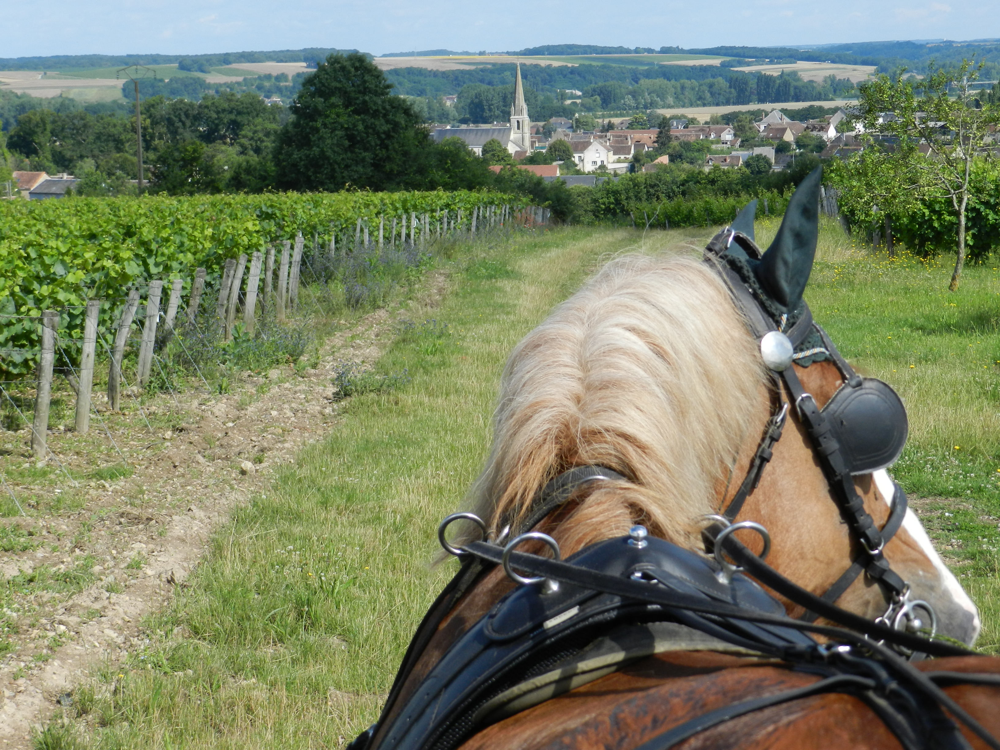 Balades en calèche dans les vignes avec "Les Attelages des Caves aux Caux"