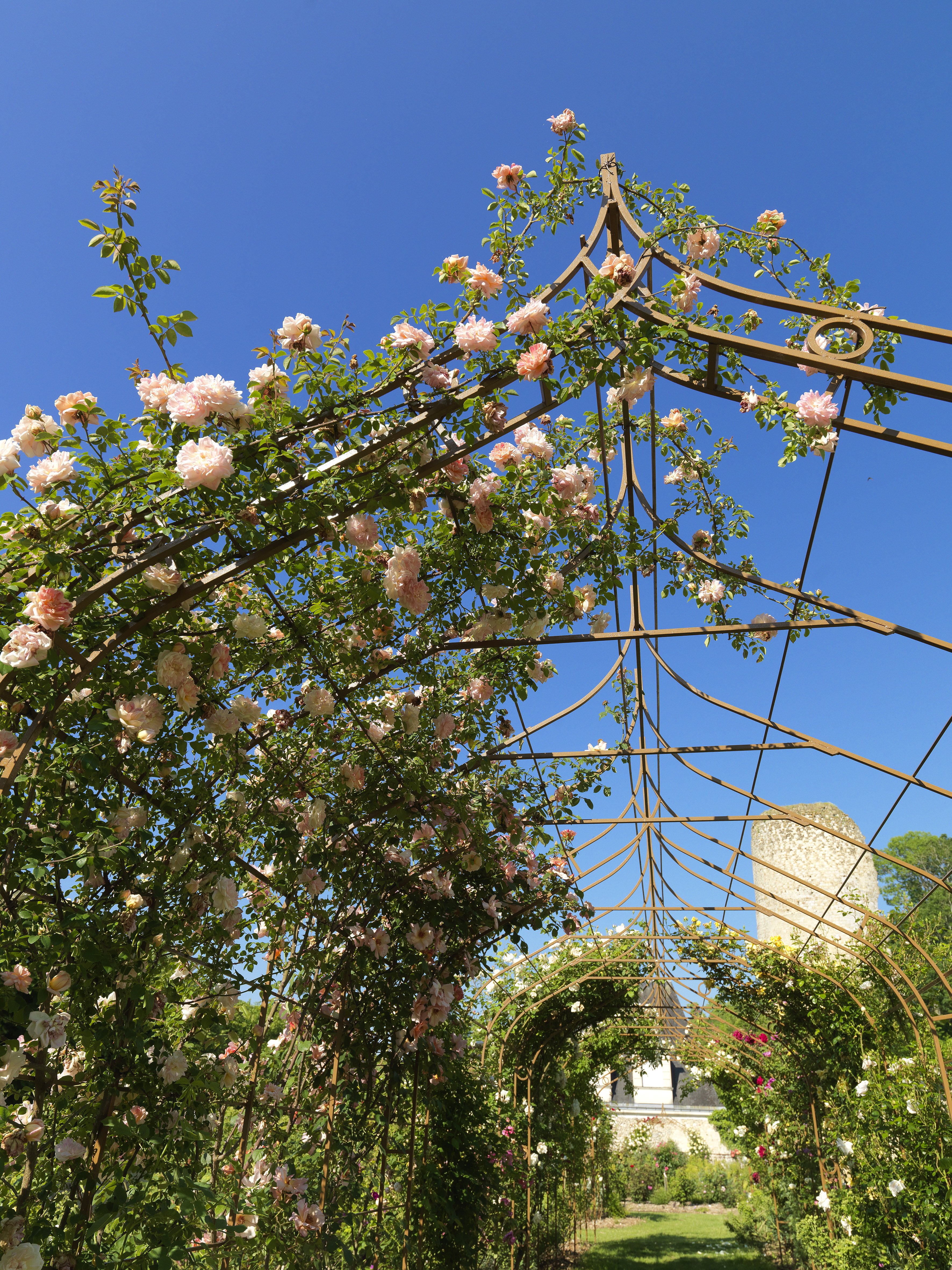 Roseraie du Château, Château-Renault - photo 2