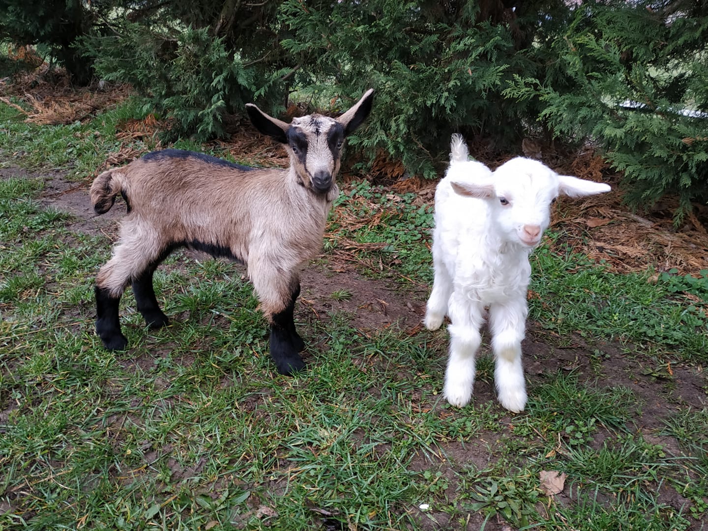 Phirisse et le petit caillou - ferme d'animation