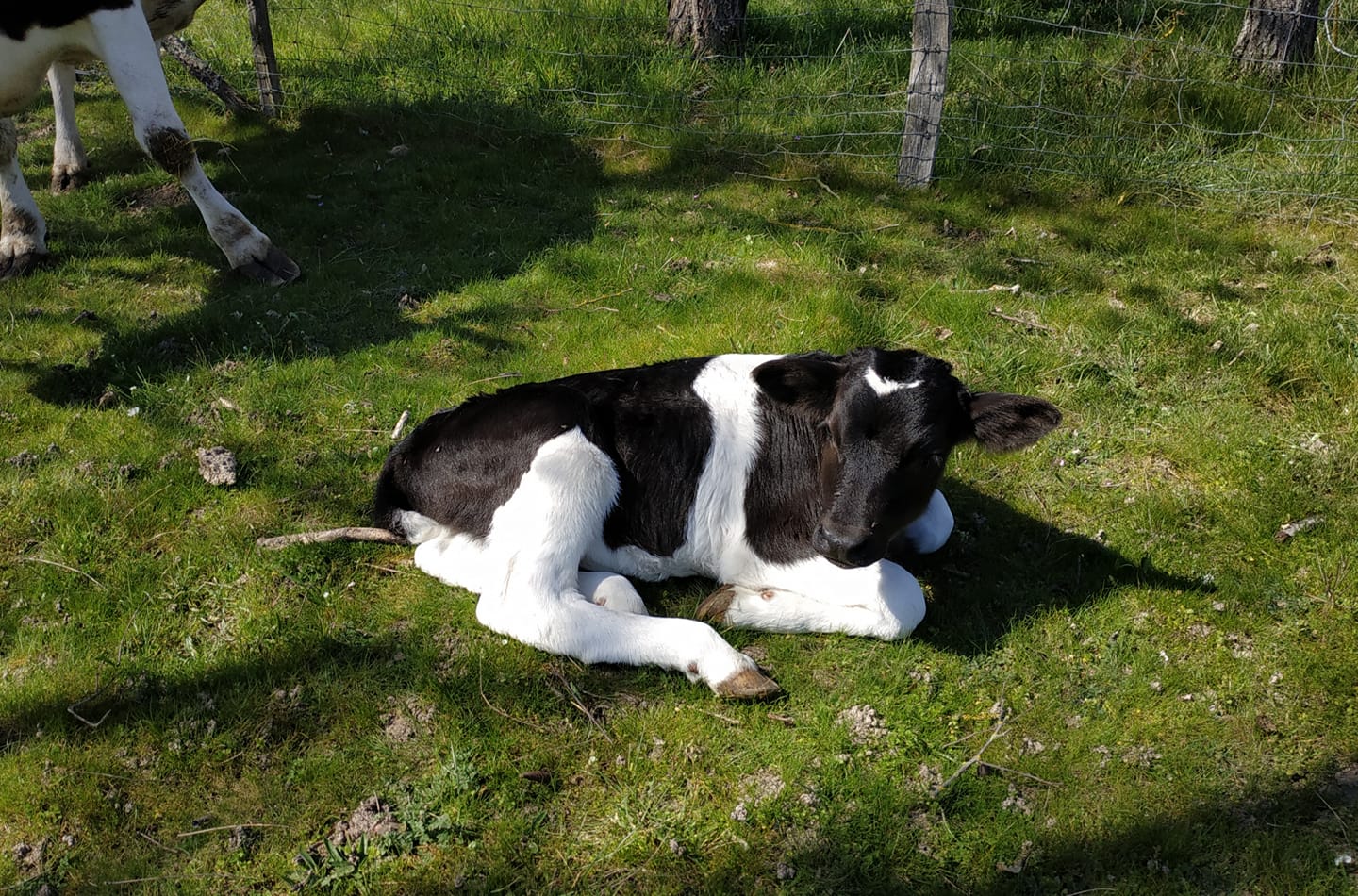 Phirisse et le petit caillou - ferme d'animation, Dry - photo 4
