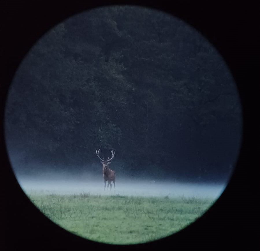 Vivre le brame du cerf — visuel événement