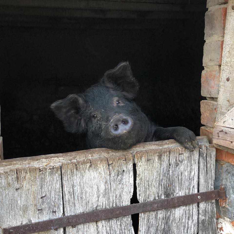 Ferme de la Brosse — photo 2