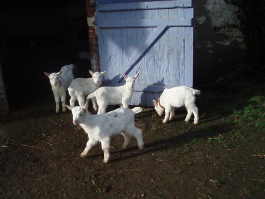 Chèvrerie du Bois Cherriot