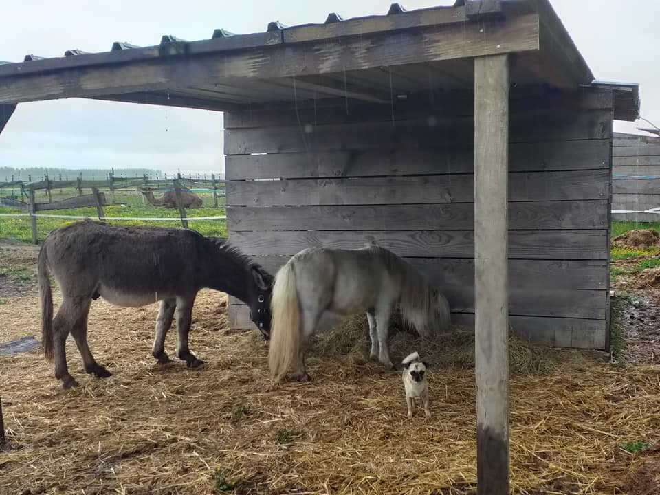 Ferme pédagogique de Martine, Saint-Pierre-de-Jards - photo 2