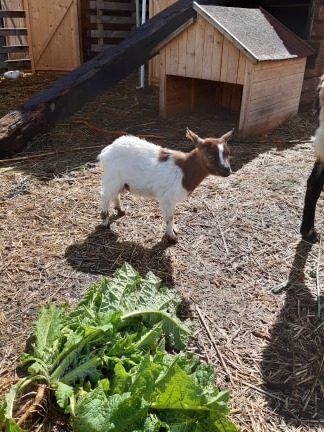 Brahma - Ferme des poulardières, Crouy-sur-Cosson - photo 15