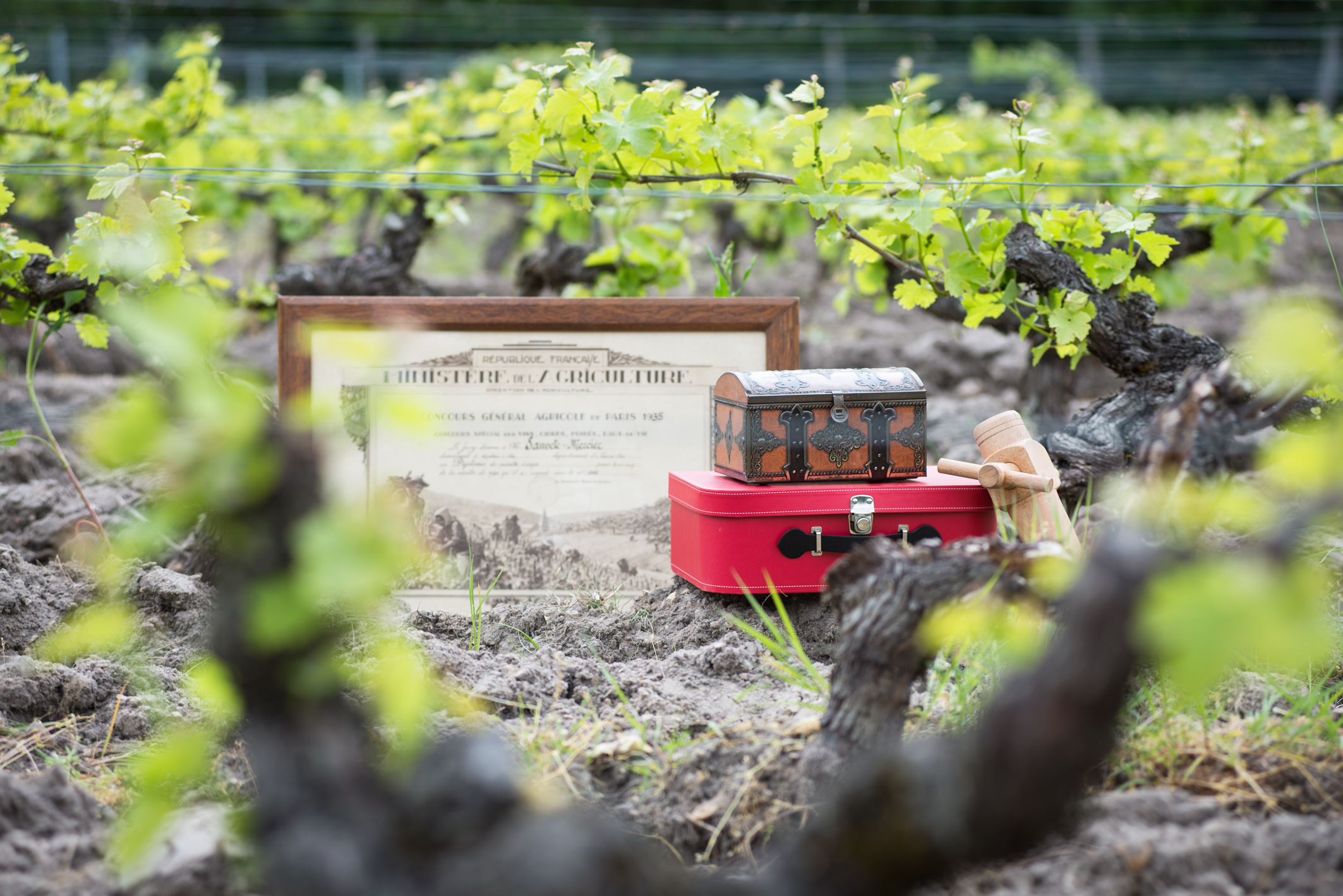 Activités Oenotouristiques au Domaine Sauvète, Monthou-sur-Cher - photo 2
