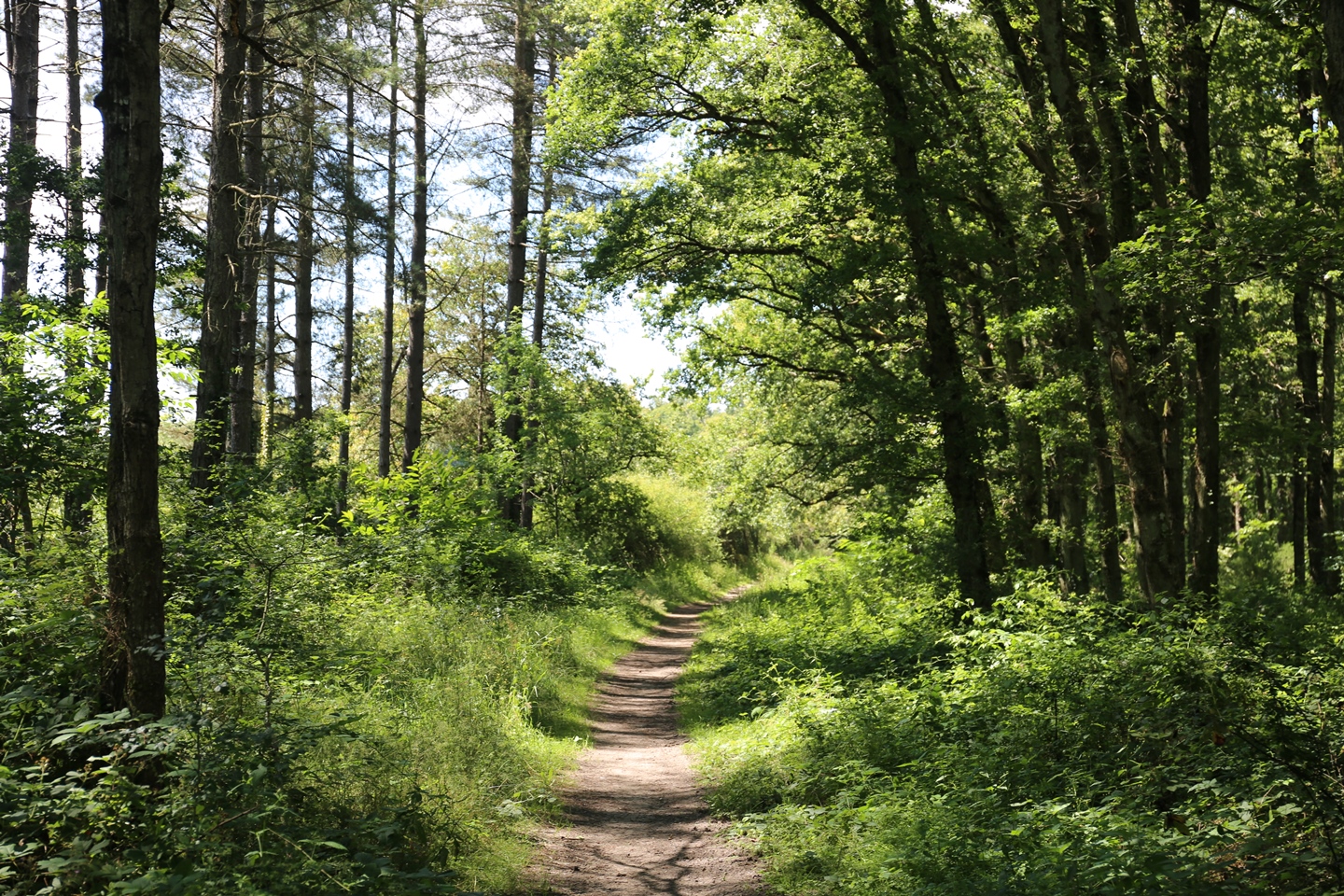 L'énergie magique du Parc de Limère - Parcours à pied — photo 2