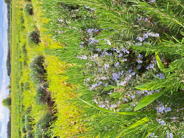 Les Aromatiques du Berry, Neuvy-Pailloux