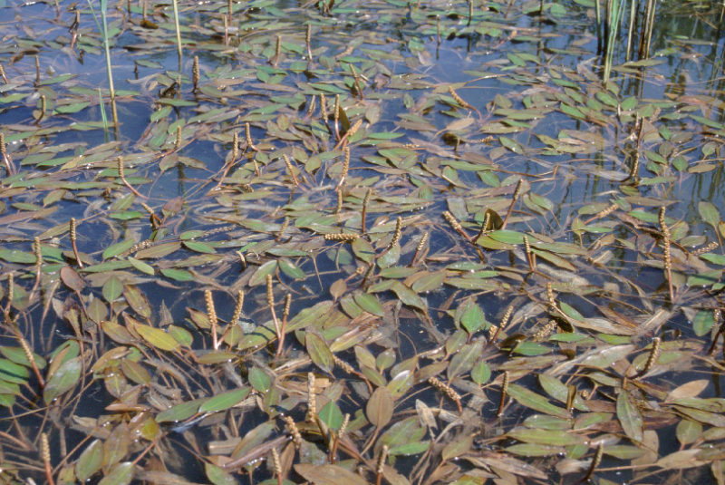 Identifier des plantes aquatiques et des zones humides