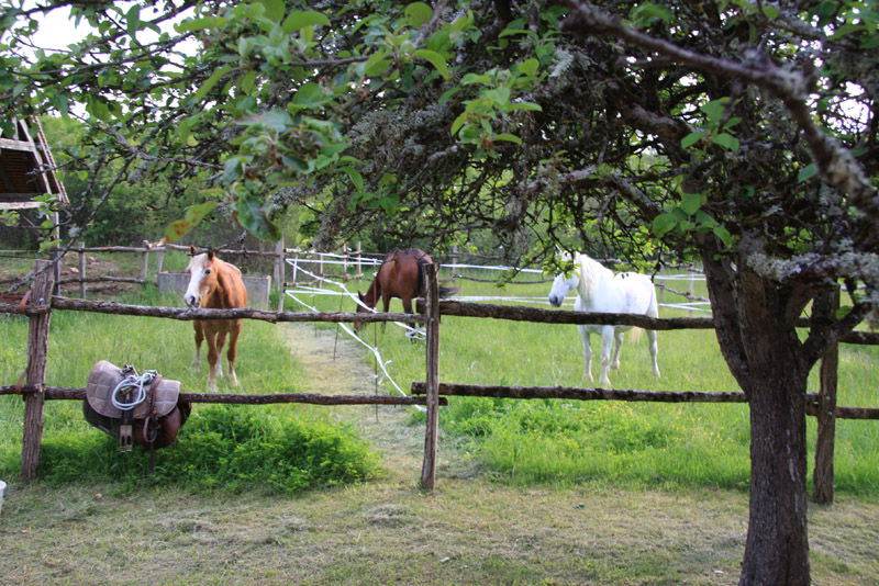 La Brenne à cheval : le bocage de la Petite Brenne en deux jours, Ruffec - photo 4