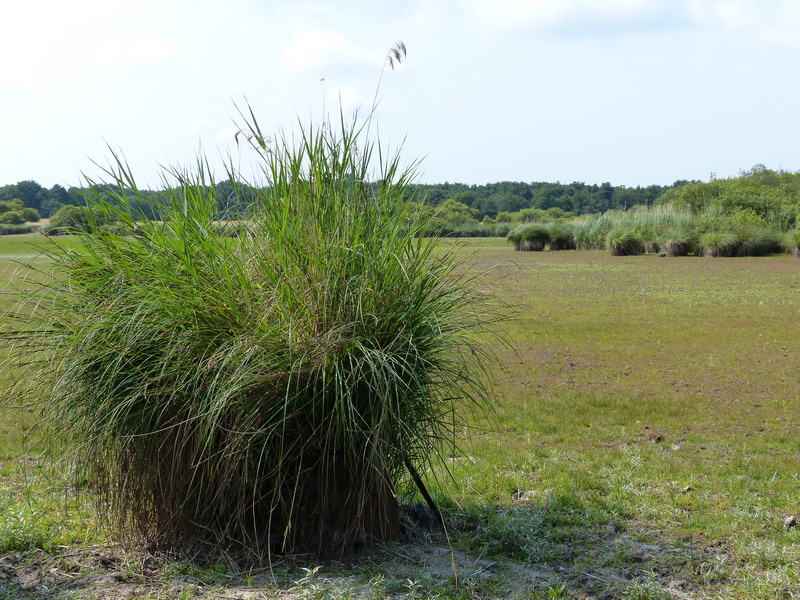 Promenade insolite sur un étang sans eau — visuel événement