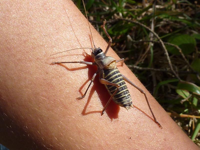 Identification acoustique des sauterelles