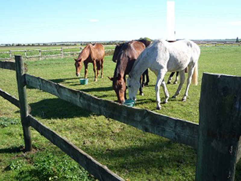 La Brenne à cheval : circuits en marguerite au départ de la Grande Métairie de Notz Marafin, Saulnay - photo 3