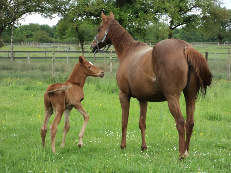 La Brenne à cheval : circuits en marguerite au départ du Moulin de Baratte