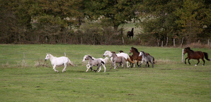 La Brenne à cheval : circuits en marguerite au départ de la ferme de Bois Retrait, Rosnay - photo 2
