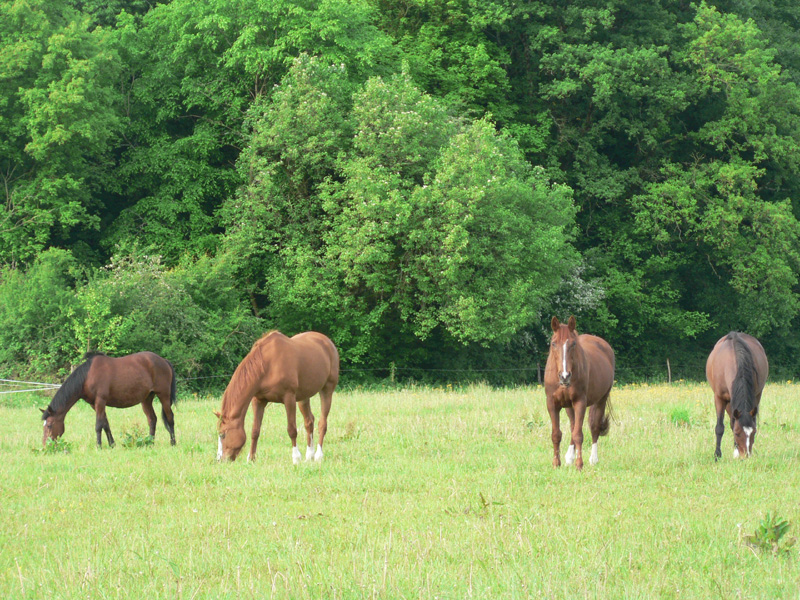La Brenne à cheval : circuits en marguerite au départ des chambres d'hôte du Paillé, Thenay - photo 3