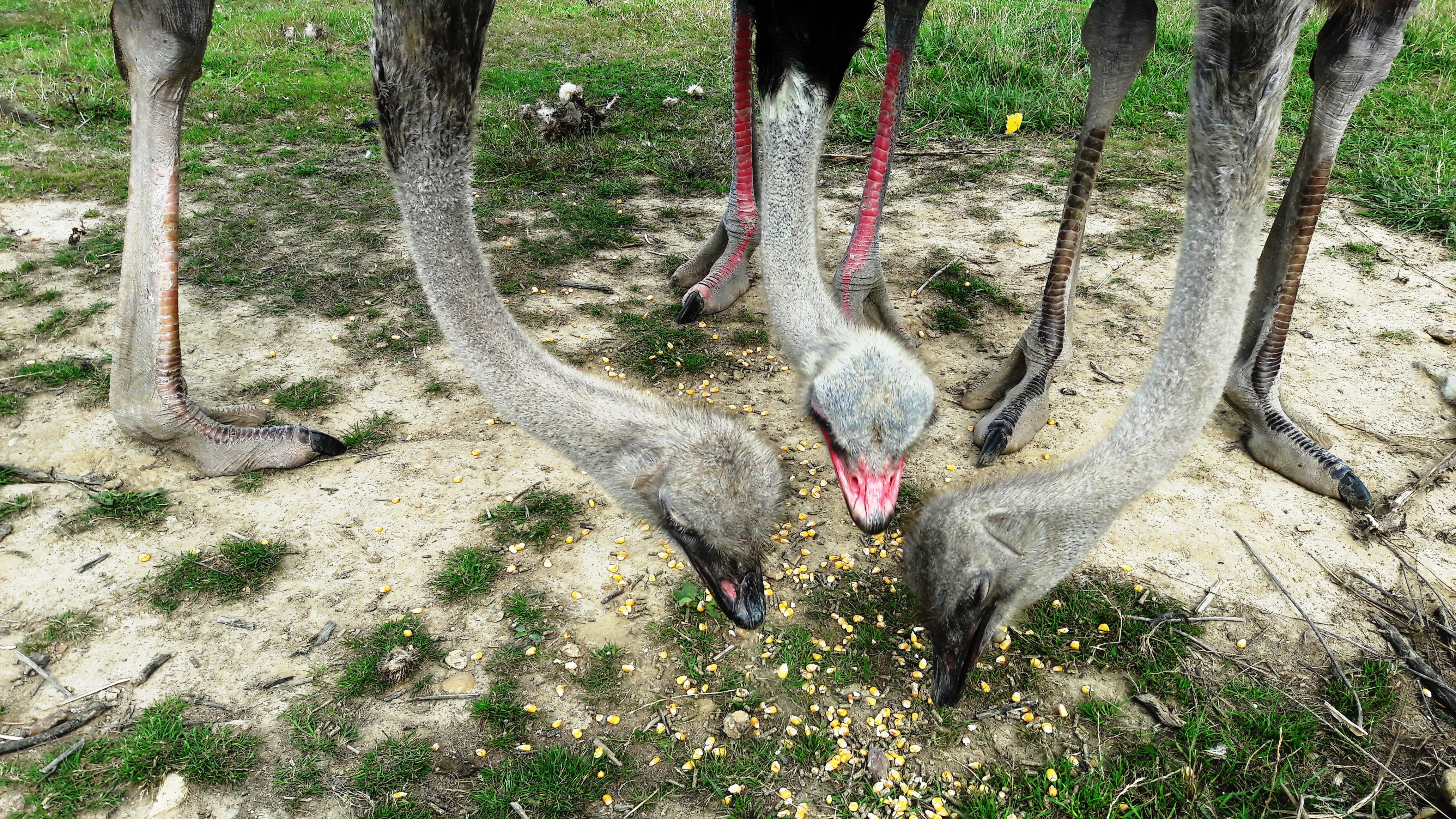 Réserve de Beaumarchais - Les grands gibiers d'élevage en Safari Train, Autrèche - photo 8