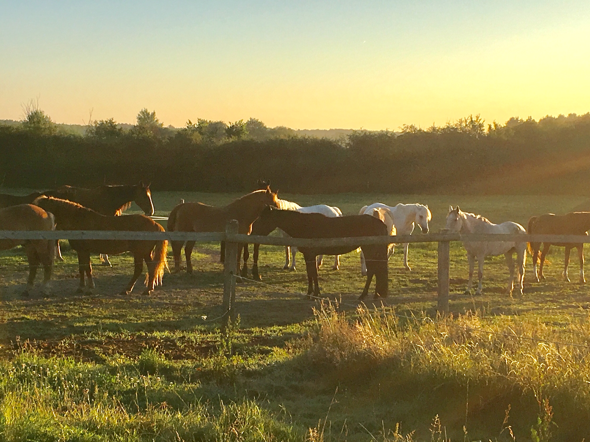 La Brenne à cheval : circuits en marguerite au départ du centre équestre et gîte de l'Epineau, Ruffec - photo 7