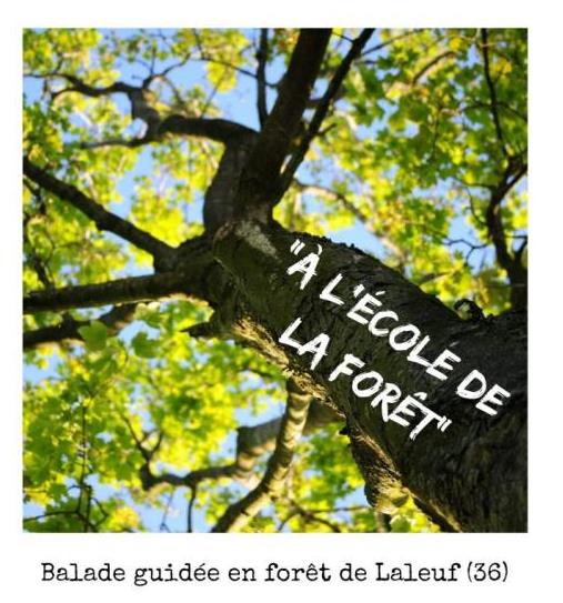 A l'école de la forêt  France Centre-Val de Loire Indre Luant 36350