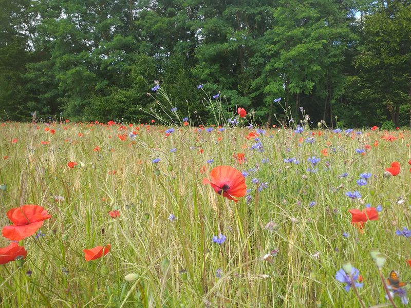Un pas dans la nature