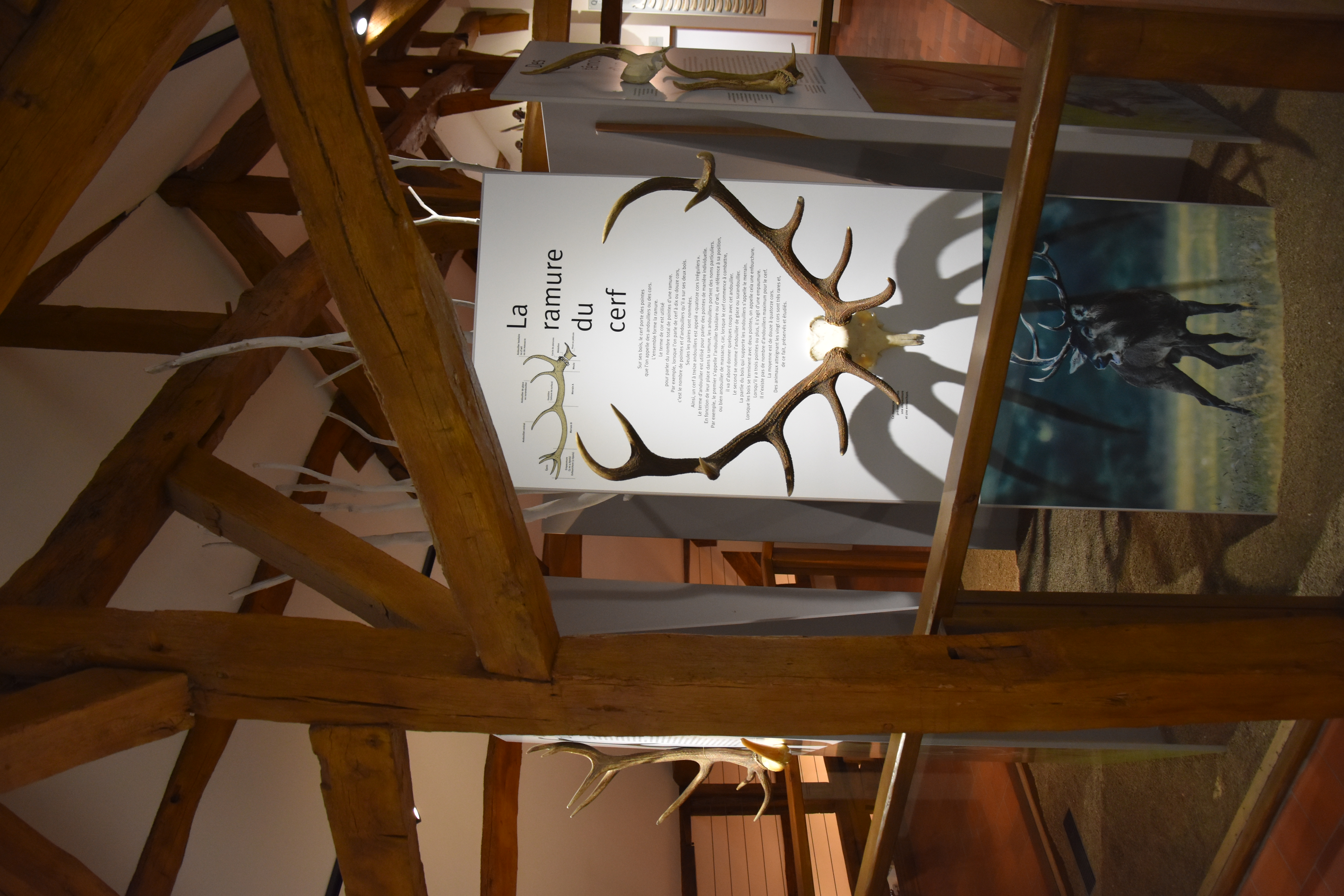 Maison du Cerf, Villeny - photo 5