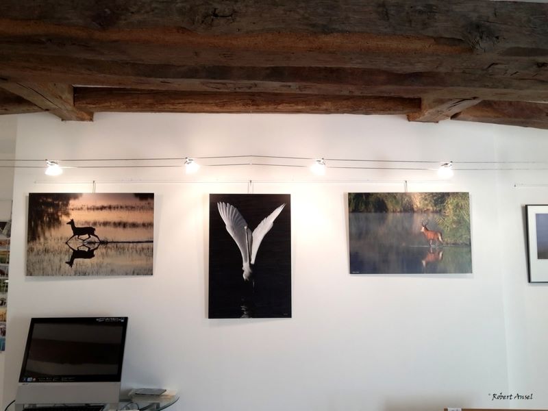 Galerie Brenne à Coeur : Guide nature Robert Ansel