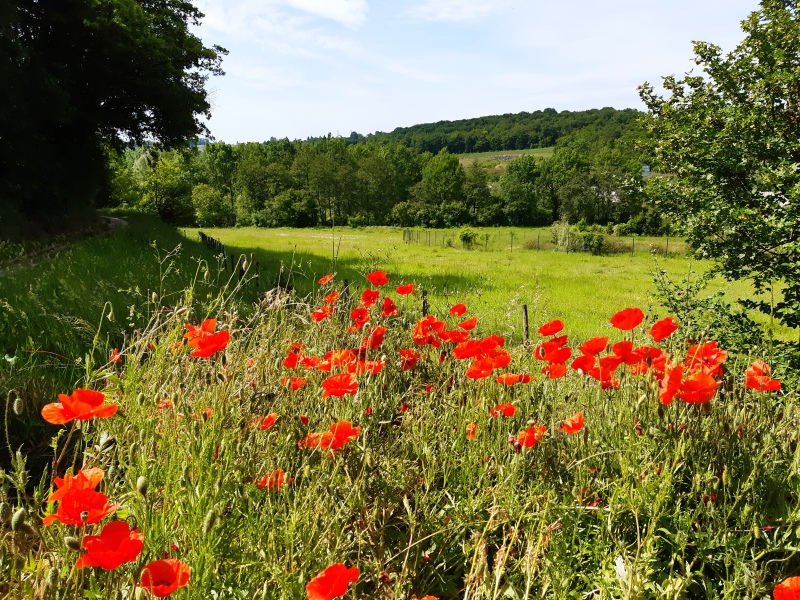 Randonnée de la rivière aux coteaux du Val de Choisille, Saint-Cyr-sur-Loire - photo 3
